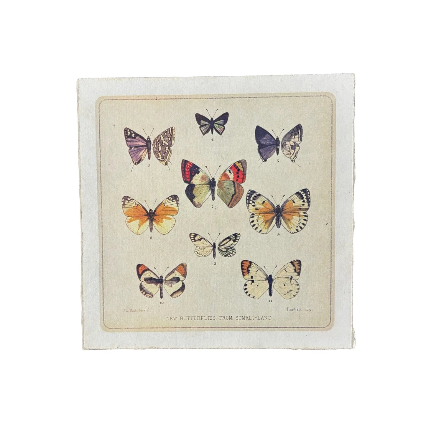 Butterfly Cluster | 8 x 8