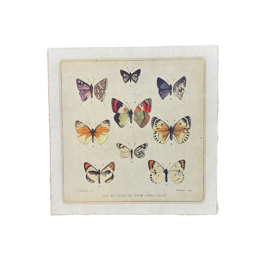 Butterfly Cluster | 8 x 8