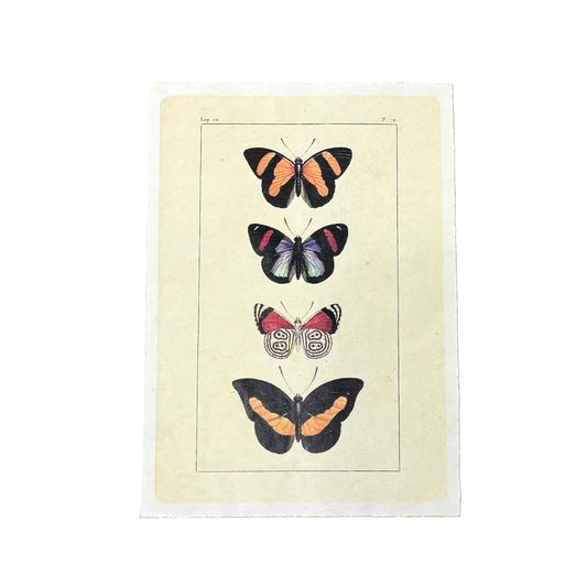 Butterfly Quartet | 12 x 16