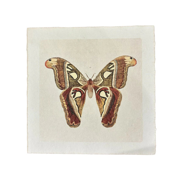 Brown Moth | 11 x 11