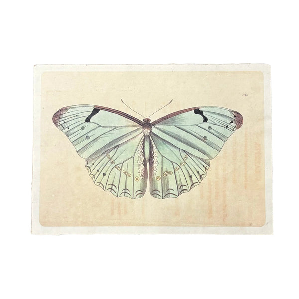 Light Blue Butterfly | 16 x 12